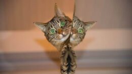 personal branding for attorneys