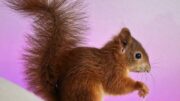 Purple Squirrel