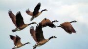 Biglaw Firms