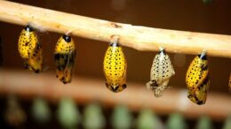 becoming an in-house counsel